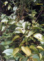 TSA UNCARIA TOMENTOSA 50 ML - farmavitality.it