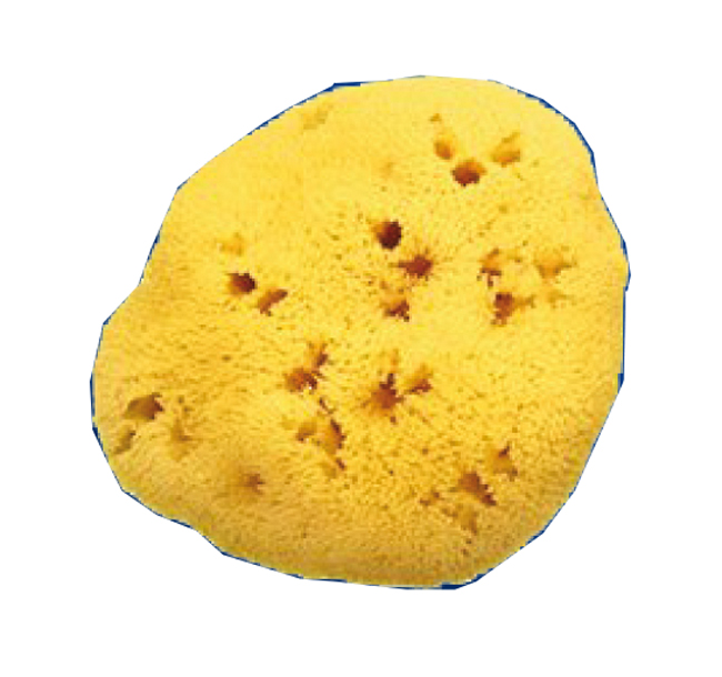 SPUGNA NAT FORI L 8/9CM 5 - farmavitality.it